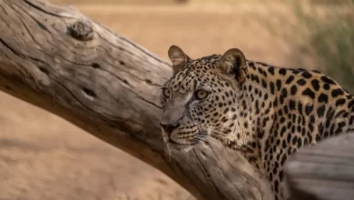 محافظة-العُلا.-ريادة-في-صون-الحياة-الفطرية-وتعزيز-التنوع-الأحيائي