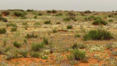 “الأربيان”-تضفي-اللون-الأبيض-الناصع-على-رمال-لينة