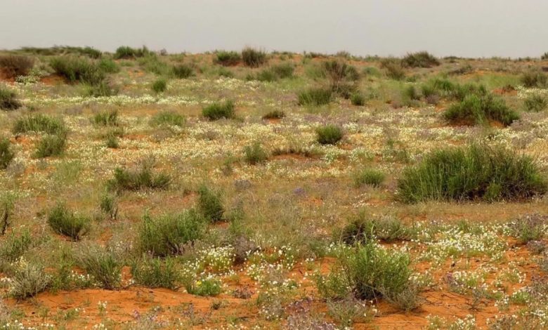 “الأربيان”-تضفي-اللون-الأبيض-الناصع-على-رمال-لينة