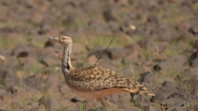 خلال-فصل-الربيع.-السعودية-معبر-مهم-وموطن-آمن-للطيور-المهاجرة