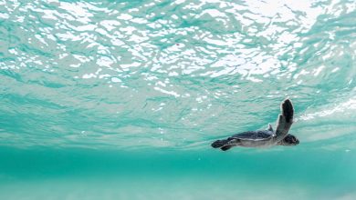 البحر-الأحمر-الدولية-تستهدف-رفع-التنوع-الحيوي-30%-بحلول-2040-عبر-نموذج-سياحي-مستدام