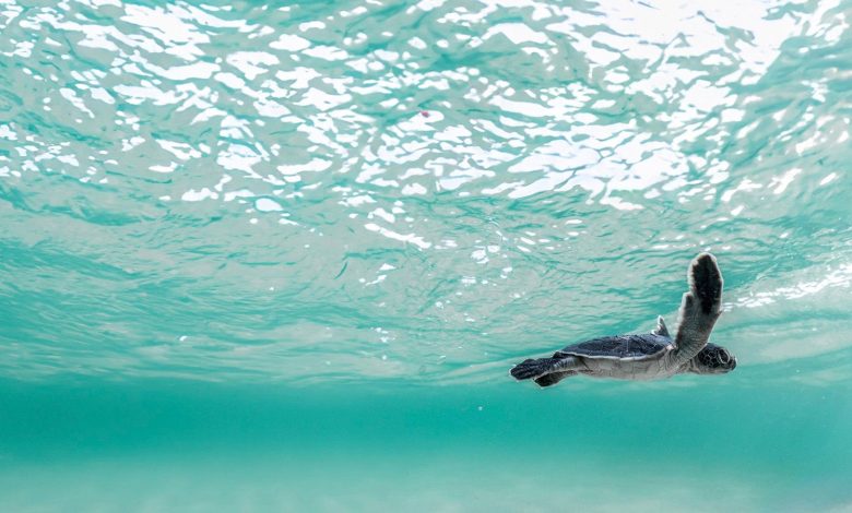 البحر-الأحمر-الدولية-تستهدف-رفع-التنوع-الحيوي-30%-بحلول-2040-عبر-نموذج-سياحي-مستدام