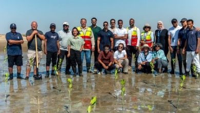 إحياء-المانغروف-الأحمر:-“البحر-الأحمر-الدولية”-تقود-أكبر-مشروع-بيئي-في-تاريخ-المملكة