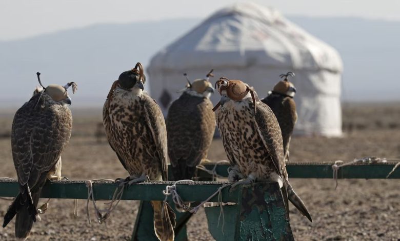 نادي-الصقور-السعودي-يعيد-“صقر-الحر”-إلى-سماوات-قازاخستان-لحمايته-من-الانقراض