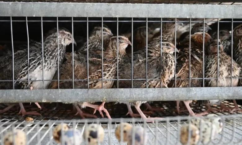 تبوك-تواصل-ريادتها-في-قطاع-السمان-بإنتاج-يتجاوز-2.5-مليون-طائر-شهريًا