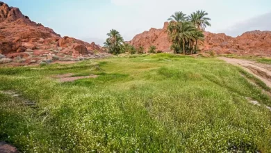 ربيع-أجا.-خضرة-ومياه-تعيد-تشكيل-جمال-الطبيعة-في-حائل