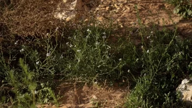 صور|-الغطاء-النباتي-في-الحدود-الشمالية-يجذب-المهتمين-بالرحلات-البرية