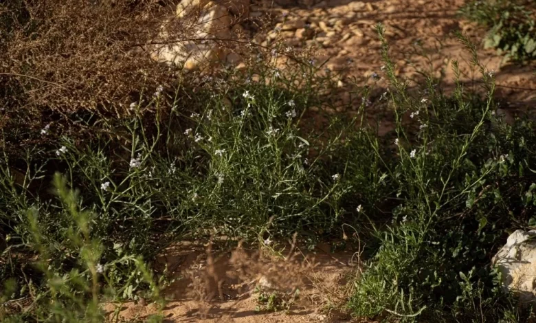 صور|-الغطاء-النباتي-في-الحدود-الشمالية-يجذب-المهتمين-بالرحلات-البرية