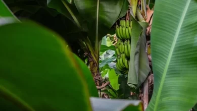 مزارع-الموز-في-الباحة.-منتج-زراعي-يعكس-تنوع-البيئة-والإنتاج-الزراعي