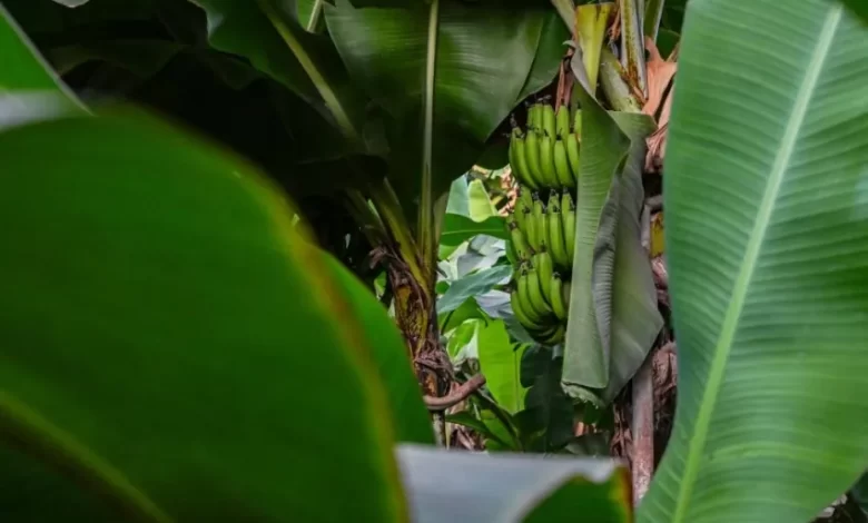 مزارع-الموز-في-الباحة.-منتج-زراعي-يعكس-تنوع-البيئة-والإنتاج-الزراعي