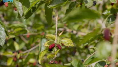 زراعة-التوت.-مبادرات-منزلية-تنمو-نحو-اقتصاد-أسري-مستدام-بالحدود-الشمالية