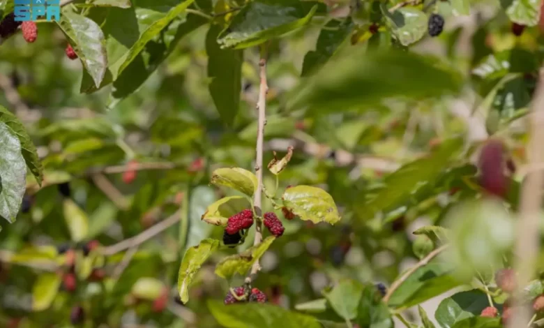 زراعة-التوت.-مبادرات-منزلية-تنمو-نحو-اقتصاد-أسري-مستدام-بالحدود-الشمالية