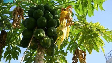 زراعة-البابايا-في-جازان.-محصول-استوائي-واعد-يعزّز-التنوع-الزراعي-ويدعم-الاقتصاد-المحلي