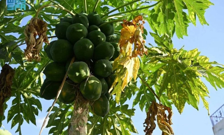 زراعة-البابايا-في-جازان.-محصول-استوائي-واعد-يعزّز-التنوع-الزراعي-ويدعم-الاقتصاد-المحلي