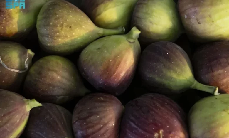 التين-في-جازان.-ثروة-زراعية-وفرص-تحويلية-تعزّز-القيمة-الاقتصادية