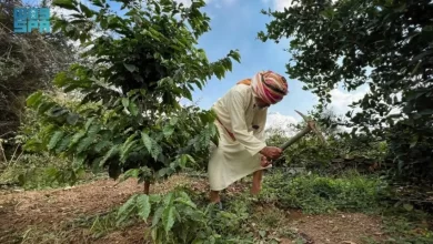 محصول-البن-في-عسير-يتجاوز-(82)-ألف-كيلو-ويتوسّع-زراعيًا