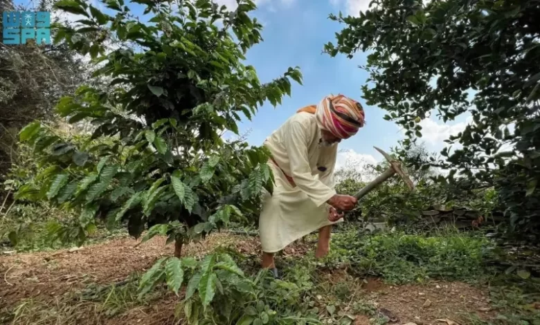 محصول-البن-في-عسير-يتجاوز-(82)-ألف-كيلو-ويتوسّع-زراعيًا