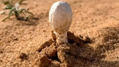 صور.-أجواء-ربيعية-تنعش-هواية-البحث-عن-“العرجون”-في-القصيم