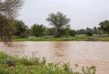 صور-|-القصيم-تكتسي-بالأخضر.-مشاهد-ربيعية-ساحرة-بعد-الأمطار