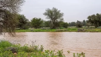 صور-|-القصيم-تكتسي-بالأخضر.-مشاهد-ربيعية-ساحرة-بعد-الأمطار