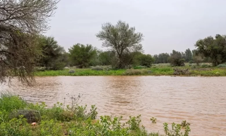 صور-|-القصيم-تكتسي-بالأخضر.-مشاهد-ربيعية-ساحرة-بعد-الأمطار