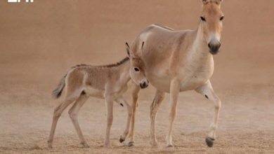 محمية-الأمير-محمد-بن-سلمان-تشهد-ولادة-أول-مهر-للحمار-البري-الآسيوي-في-المملكة-بعد-غياب-دام-قرناً
