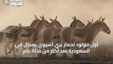أول-مولود-لحمار-بري-آسيوي-يسجل-في-السعودية-بعد-أكثر-من-مائة-عام
