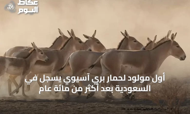 أول-مولود-لحمار-بري-آسيوي-يسجل-في-السعودية-بعد-أكثر-من-مائة-عام