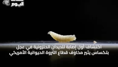 اكتشاف-أول-إصابة-للديدان-الحلزونية-في-عجل-بتكساس-يثير-مخاوف-قطاع-الثروة-الحيوانية-الأمريكي