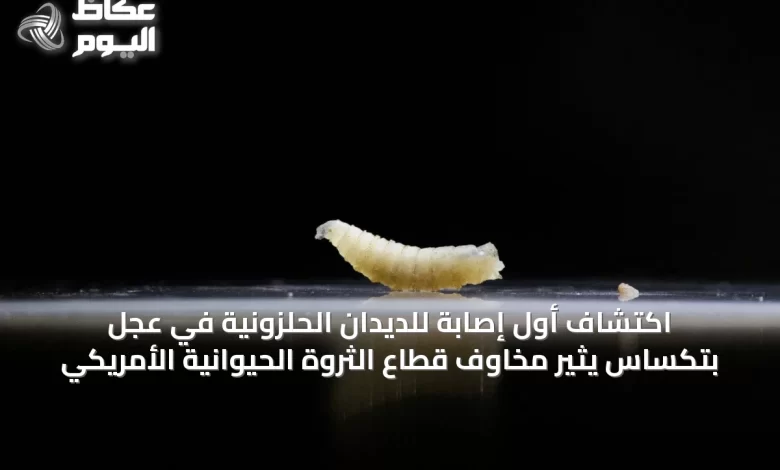 اكتشاف-أول-إصابة-للديدان-الحلزونية-في-عجل-بتكساس-يثير-مخاوف-قطاع-الثروة-الحيوانية-الأمريكي