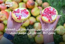 إنتاج-أكثر-من-مليون-وشجرة-رمان-في-المملكة-يحقق-39.7-ألف-طن-في-موسم-الصيف