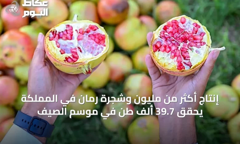 إنتاج-أكثر-من-مليون-وشجرة-رمان-في-المملكة-يحقق-39.7-ألف-طن-في-موسم-الصيف