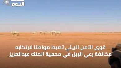 قوى-الأمن-البيئي-تضبط-مواطنًا-لارتكابه-مخالفة-رعي-الإبل-في-محمية-الملك-عبدالعزيز