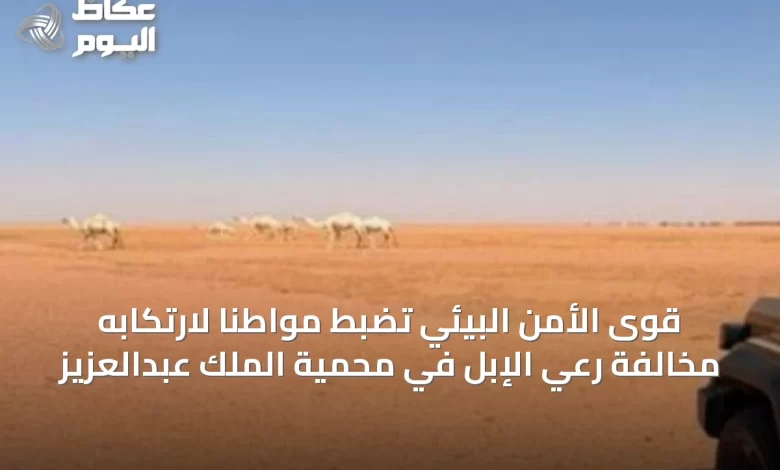 قوى-الأمن-البيئي-تضبط-مواطنًا-لارتكابه-مخالفة-رعي-الإبل-في-محمية-الملك-عبدالعزيز