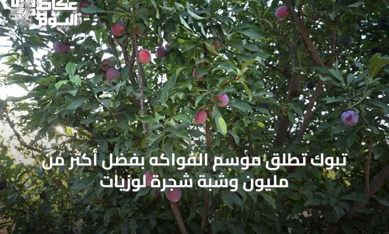 تبوك-تُطلق-موسم-الفواكه-بفضل-أكثر-من-مليون-وشبة-شجرة-لوزيات