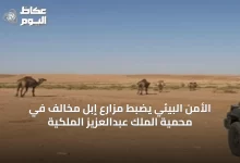 الأمن-البيئي-يضبط-مزارع-إبل-مخالف-في-محمية-الملك-عبدالعزيز-الملكية