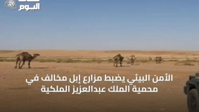 الأمن-البيئي-يضبط-مزارع-إبل-مخالف-في-محمية-الملك-عبدالعزيز-الملكية