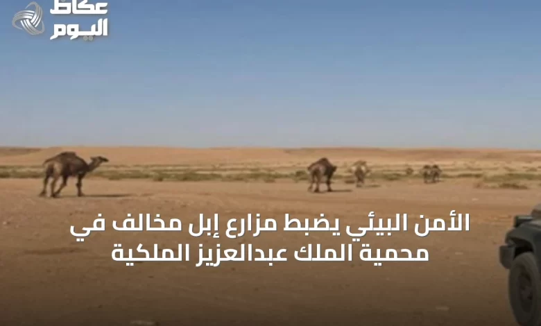 الأمن-البيئي-يضبط-مزارع-إبل-مخالف-في-محمية-الملك-عبدالعزيز-الملكية