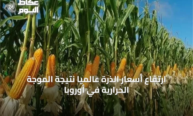 ارتفاع-أسعار-الذرة-عالمياً-نتيجة-الموجة-الحرارية-في-أوروبا