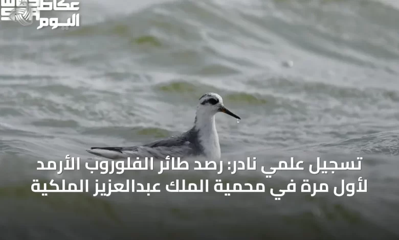 تسجيل-علمي-نادر:-رصد-طائر-الفلوروب-الأرمد-لأول-مرة-في-محمية-الملك-عبدالعزيز-الملكية