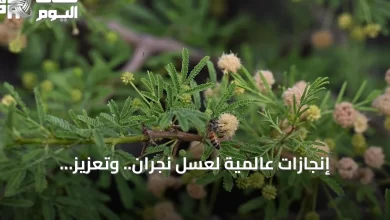إنجازات-عالمية-لعسل-نجران.-وتعزيز-للاقتصاد-المحلي-عبر-منتجات-تحويلية