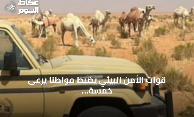 قوات-الأمن-البيئي-يضبط-مواطنًا-يرعى-خمسة-عشر-متناً-من-الإبل-في-محمية-الإمام-تركي-بن-عبدالله