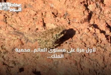 لأول-مرة-على-مستوى-العالم.-محمية-الملك-سلمان-توثق-سلوكاً-نادراً-للعلجوم-العربي
