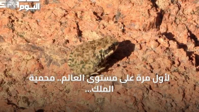 لأول-مرة-على-مستوى-العالم.-محمية-الملك-سلمان-توثق-سلوكاً-نادراً-للعلجوم-العربي