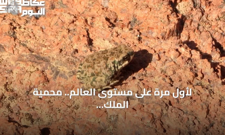 لأول-مرة-على-مستوى-العالم.-محمية-الملك-سلمان-توثق-سلوكاً-نادراً-للعلجوم-العربي