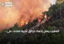 المغرب-يعلن-إخماد-حرائق-غابية-امتدت-على-115-هكتارًا
