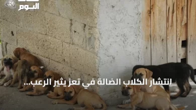 انتشار-الكلاب-الضالة-في-تعز-يثير-الرعب.-540-حالة-عض-و4-وفيات-بداء-الكلب