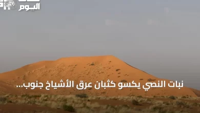 نبات-النصي-يكسو-كثبان-عرق-الأشياخ-جنوب-رفحاء-ويزيد-الغطاء-النباتي