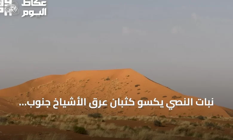 نبات-النصي-يكسو-كثبان-عرق-الأشياخ-جنوب-رفحاء-ويزيد-الغطاء-النباتي